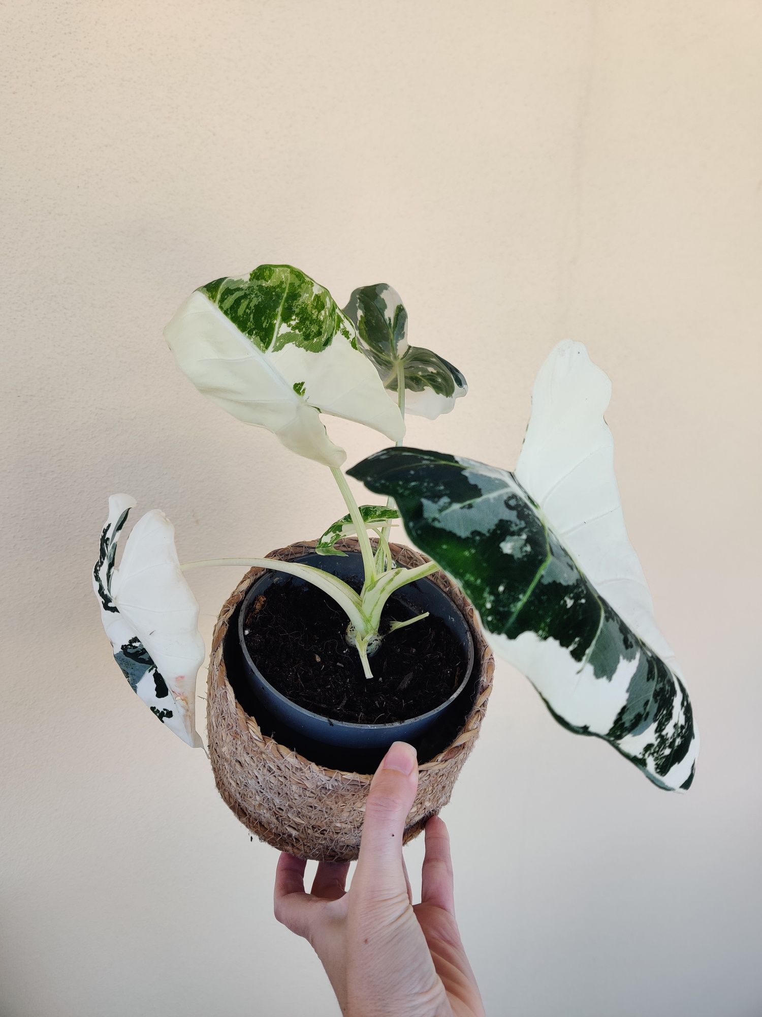 Alocasia frydek variegata
