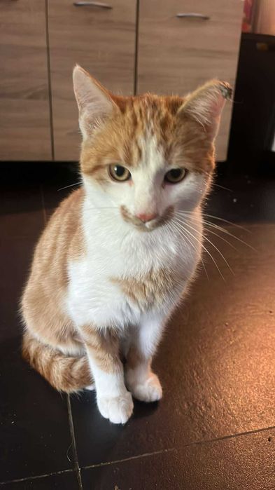 Kocurki do adopcji