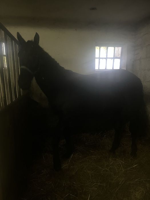 Sprzedam ogiera Ślaskiego