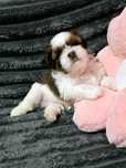 Shih tzu piesek szczeniaczek z rodowodem ZKwP FCI