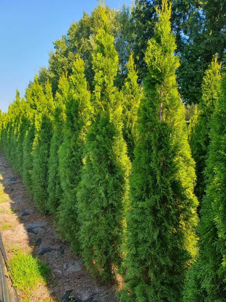 Thuja smaragd ok 220-250 cm tuja szmaragd