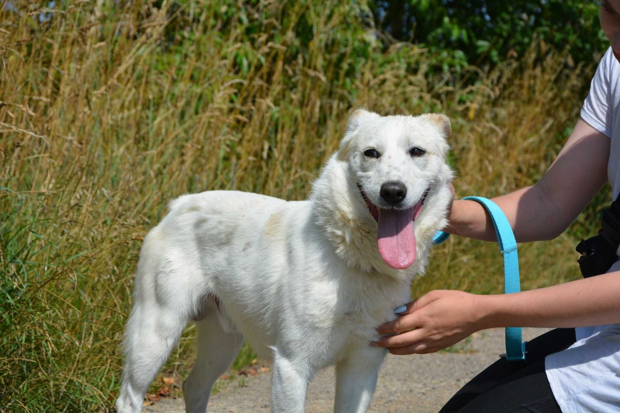 Piękny i łagodny Jantar – wciąż wierzy, że ktoś go pokocha