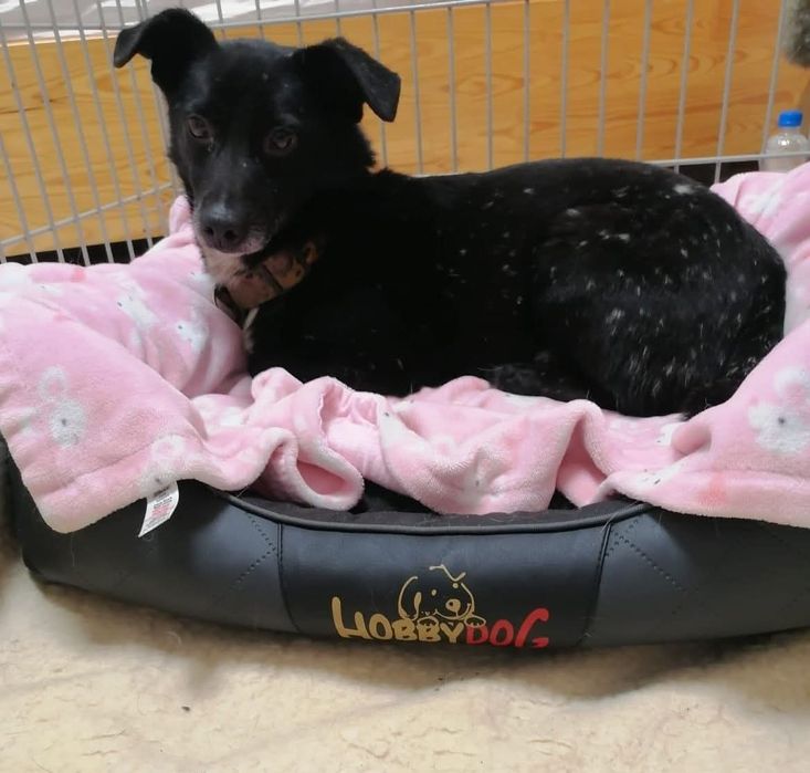 Zaginął pies mały czarny w białe kropki