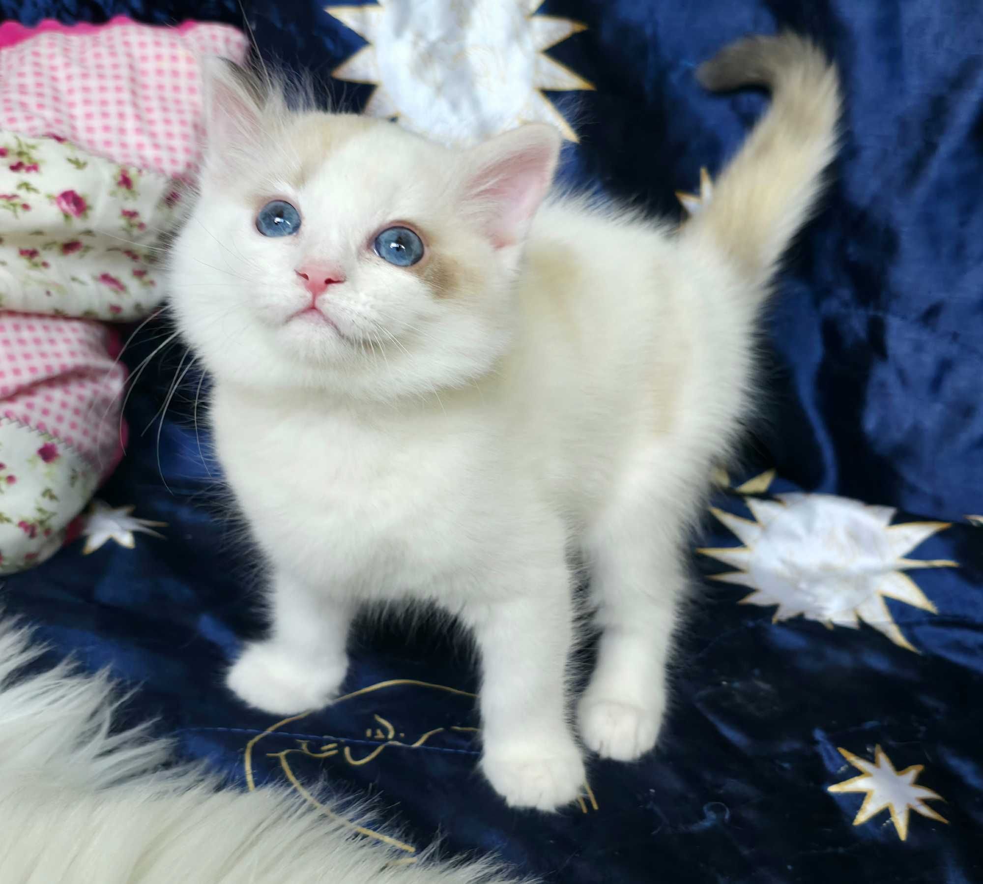 Piękna kotka Ragdoll seal bicolor szylkretowa