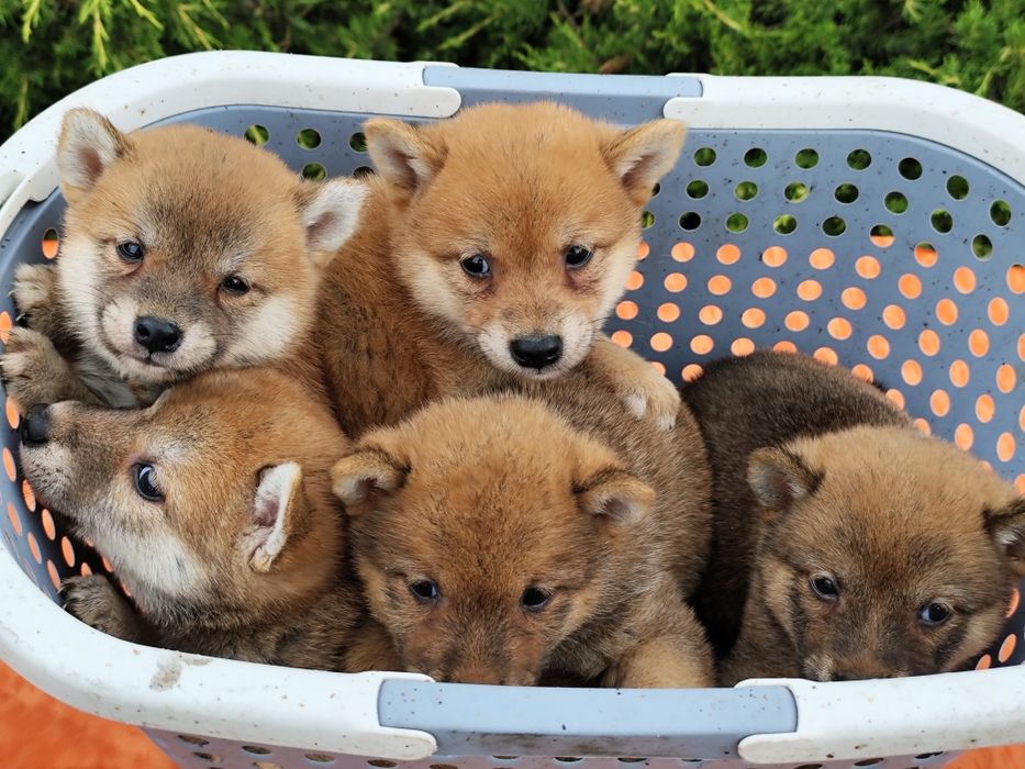 Шиба /Сіба Іну цуценята