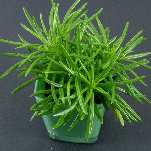 SENECIO Barbertonicus - Planta em vaso - Vários tamanhos desde 15 €