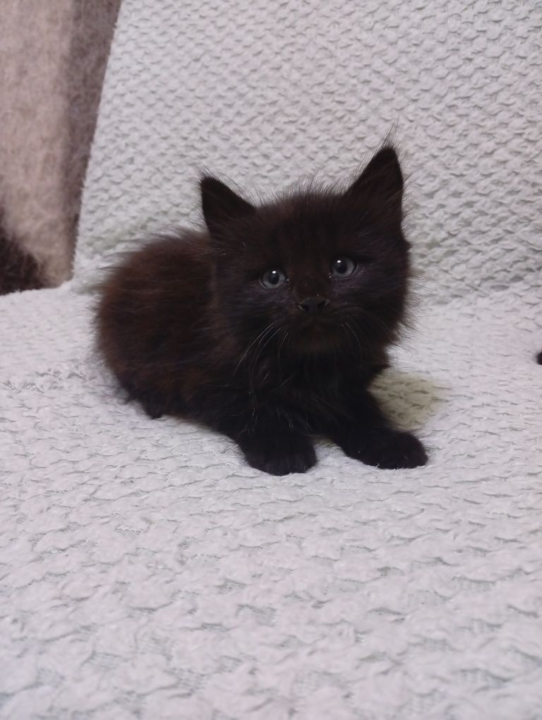 Віддам котиків 1,5 місяця
