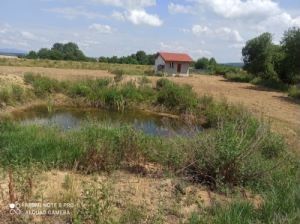 Молодий горіховий сад