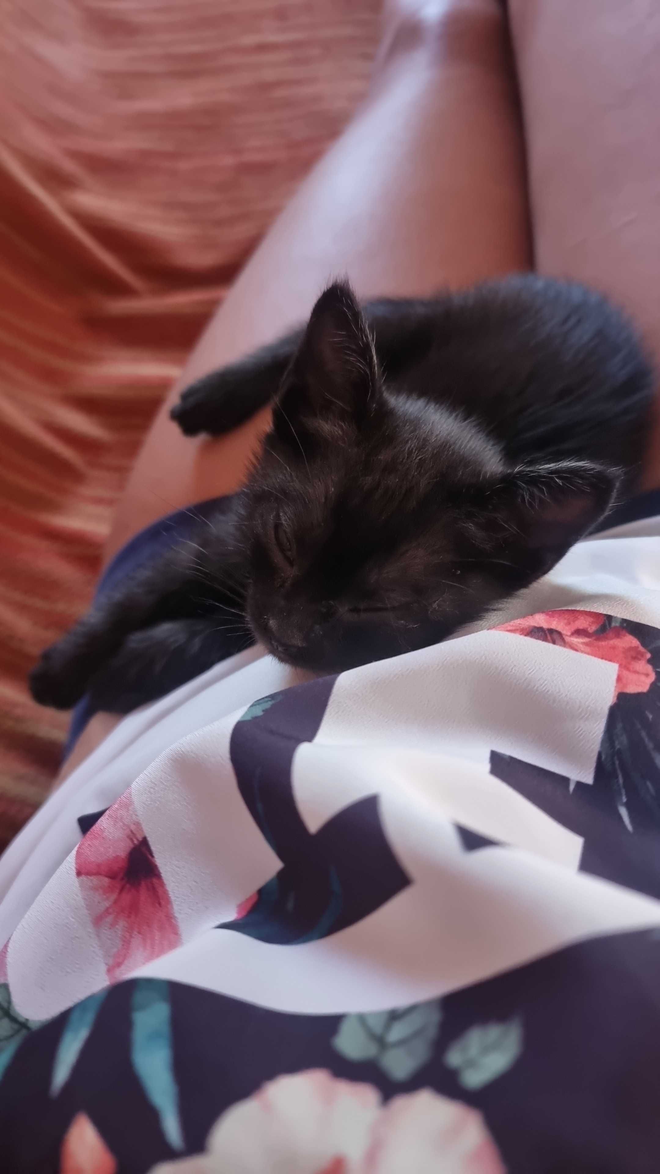 Adoçao responsavel de gatinhos