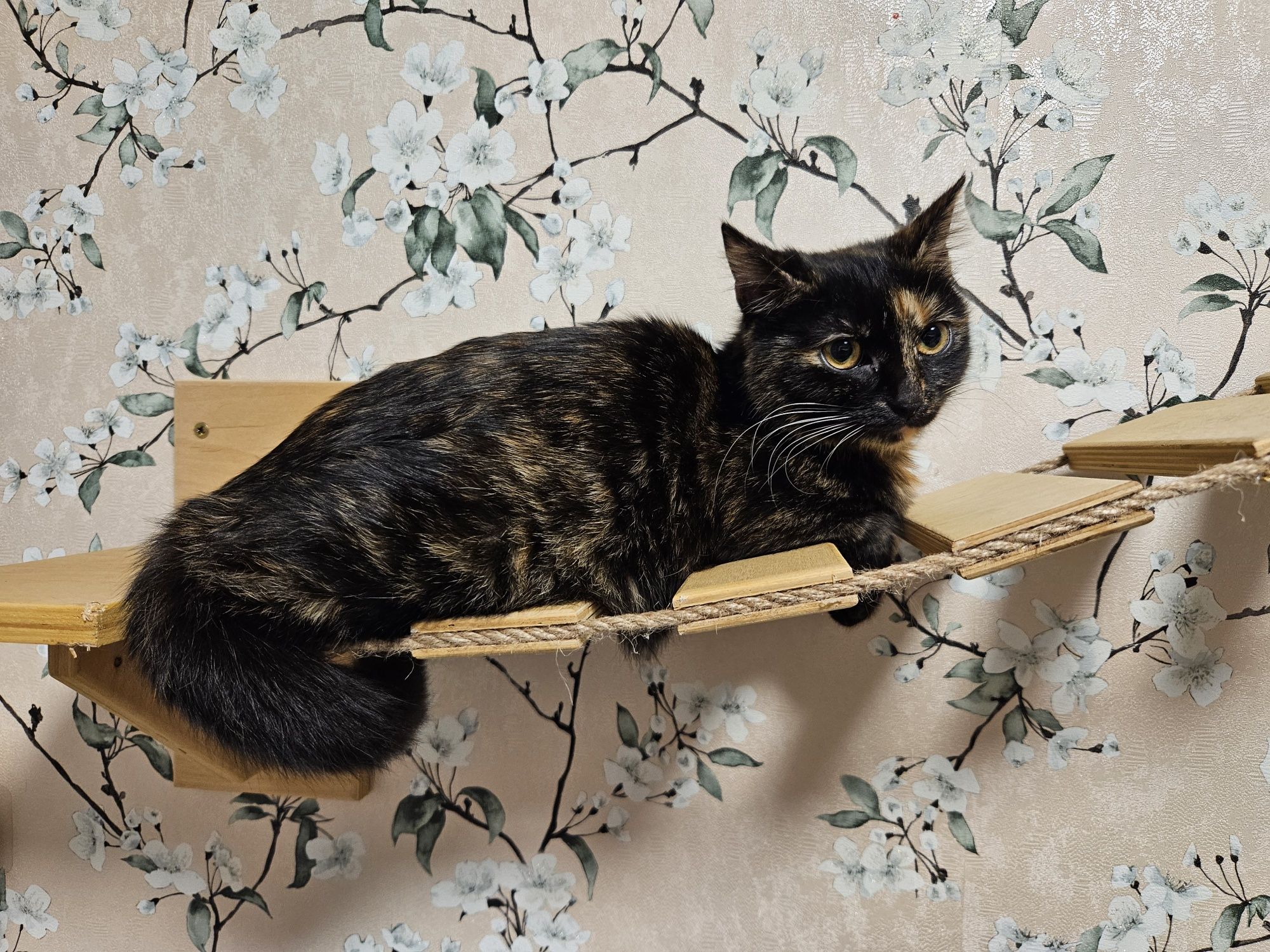 Срочно забирите хорошая кошка.Продам кошка девочка.
