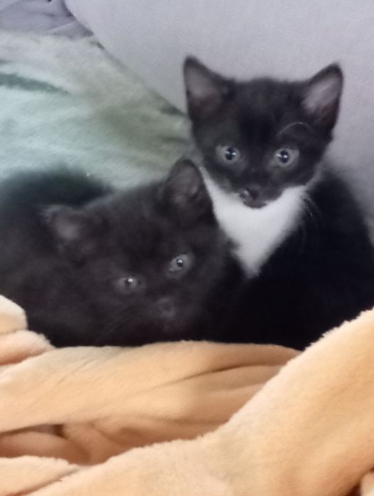 Котята, кошечки, котик в добрые руки