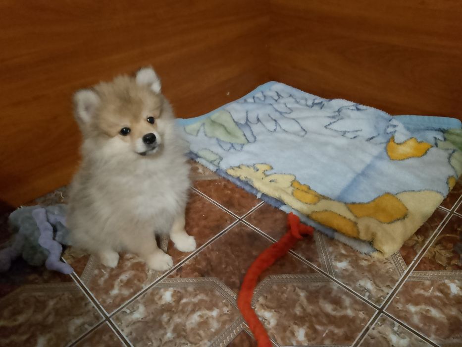 Szpic maly piesek 3 miesiące.