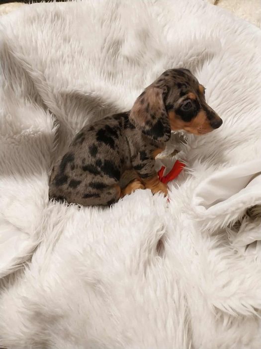 Jamnik suczka merle !