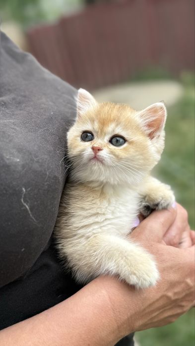 Кішичка шиншиллка