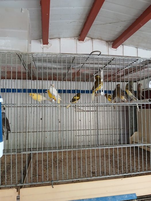 Canários osso japonês e alerquim