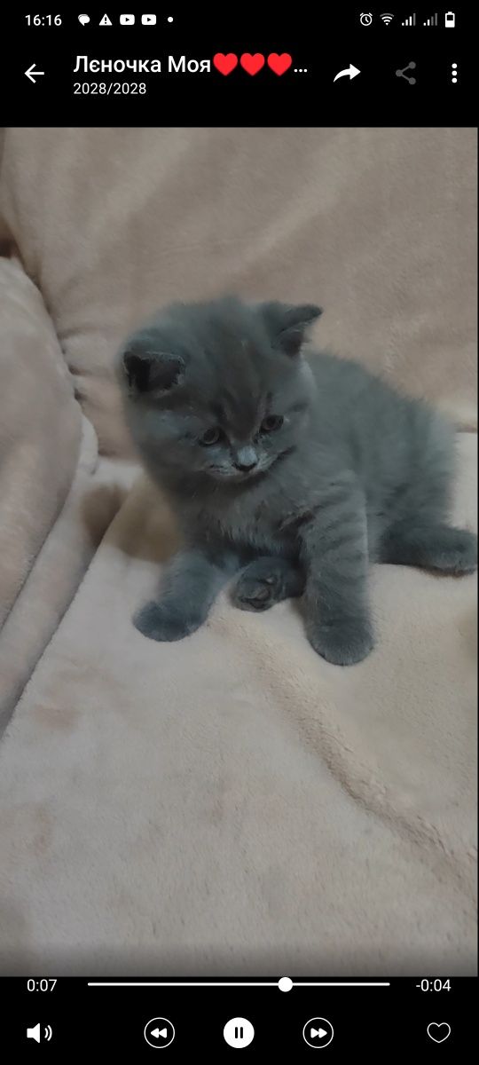 Котик кіт кошеня скотіш страйт