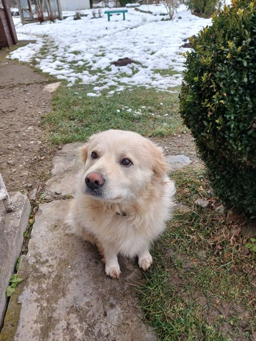 Песика в добрі руки