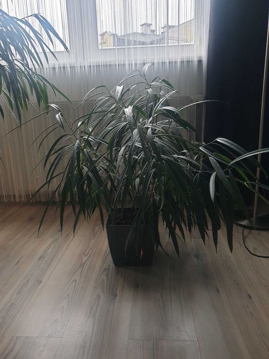Kwiat fikus wierzbolistny