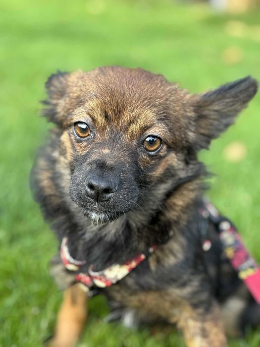 Maleńka kruszynka przeżyła tak wiele adoptuj