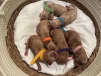 Piesek cockapoo mama cocker spaniel tata pudel toy badania genetyczne