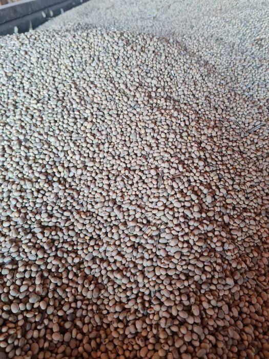 Sprzedam soję vineta