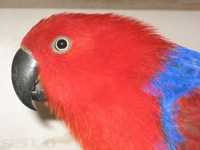 Благородный двухцветный попугай самка