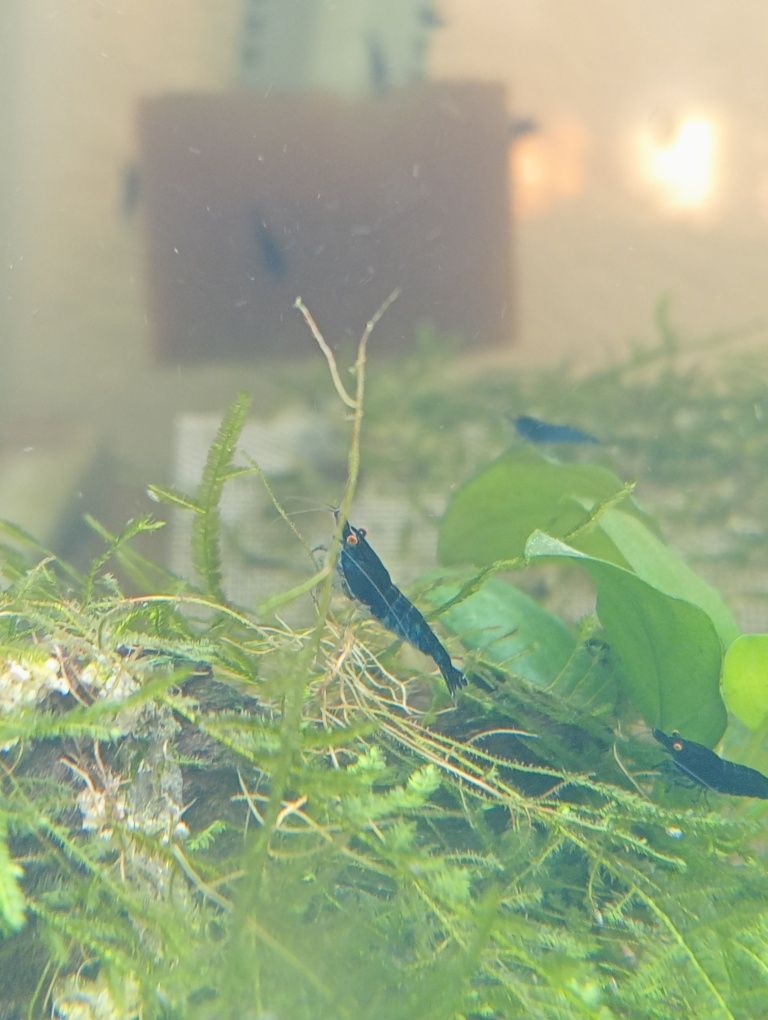 Neocaridinas blue dream OE (orange eyes)