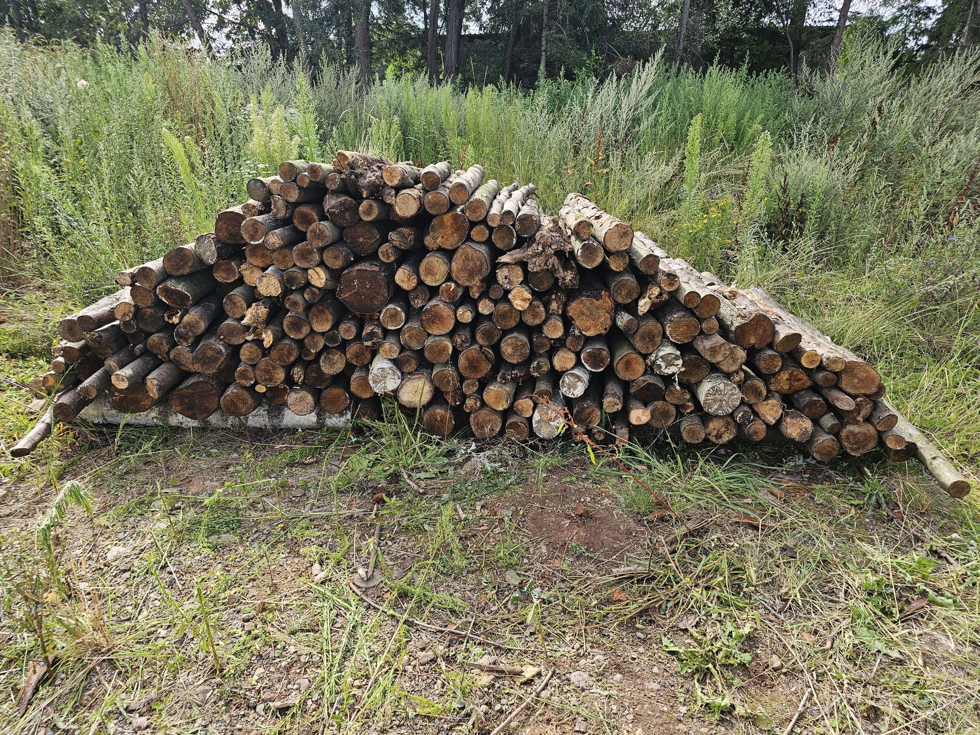 Sprzedam drzewo na metry