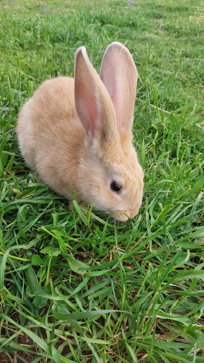 Coelhos de jovens de 2 meses