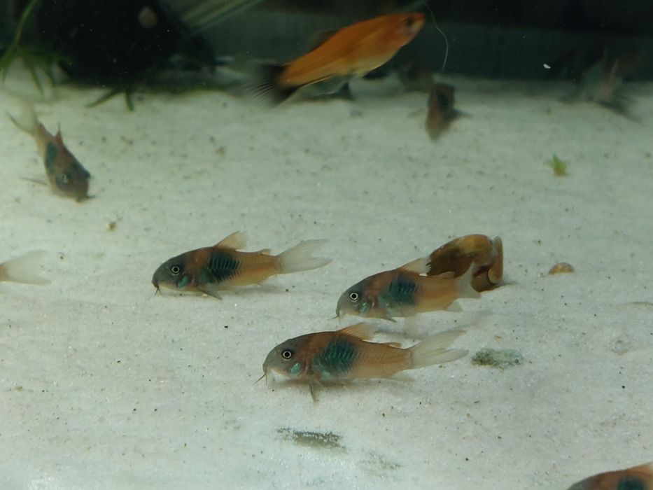 Kirysek wenezuela orange, wysyłam