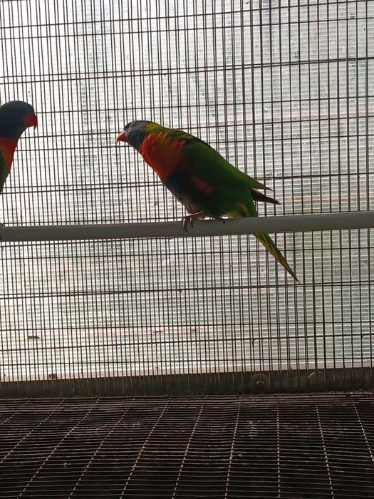 Casal de loris molucanos