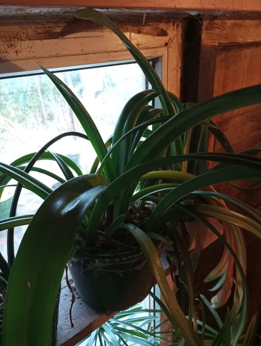 Гиппеаструм красный