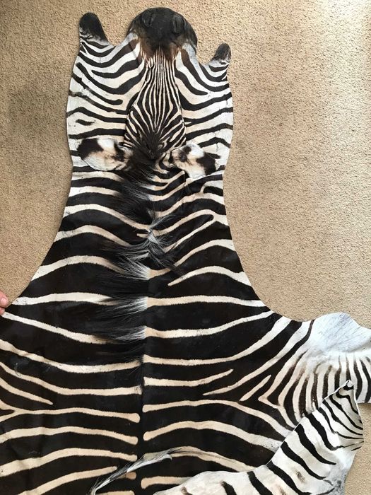 шкіра зебри з ПАР/ шкура зебры из ЮАР