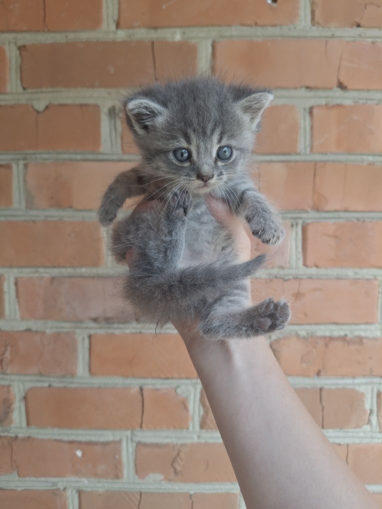 Кошенята шукають дім