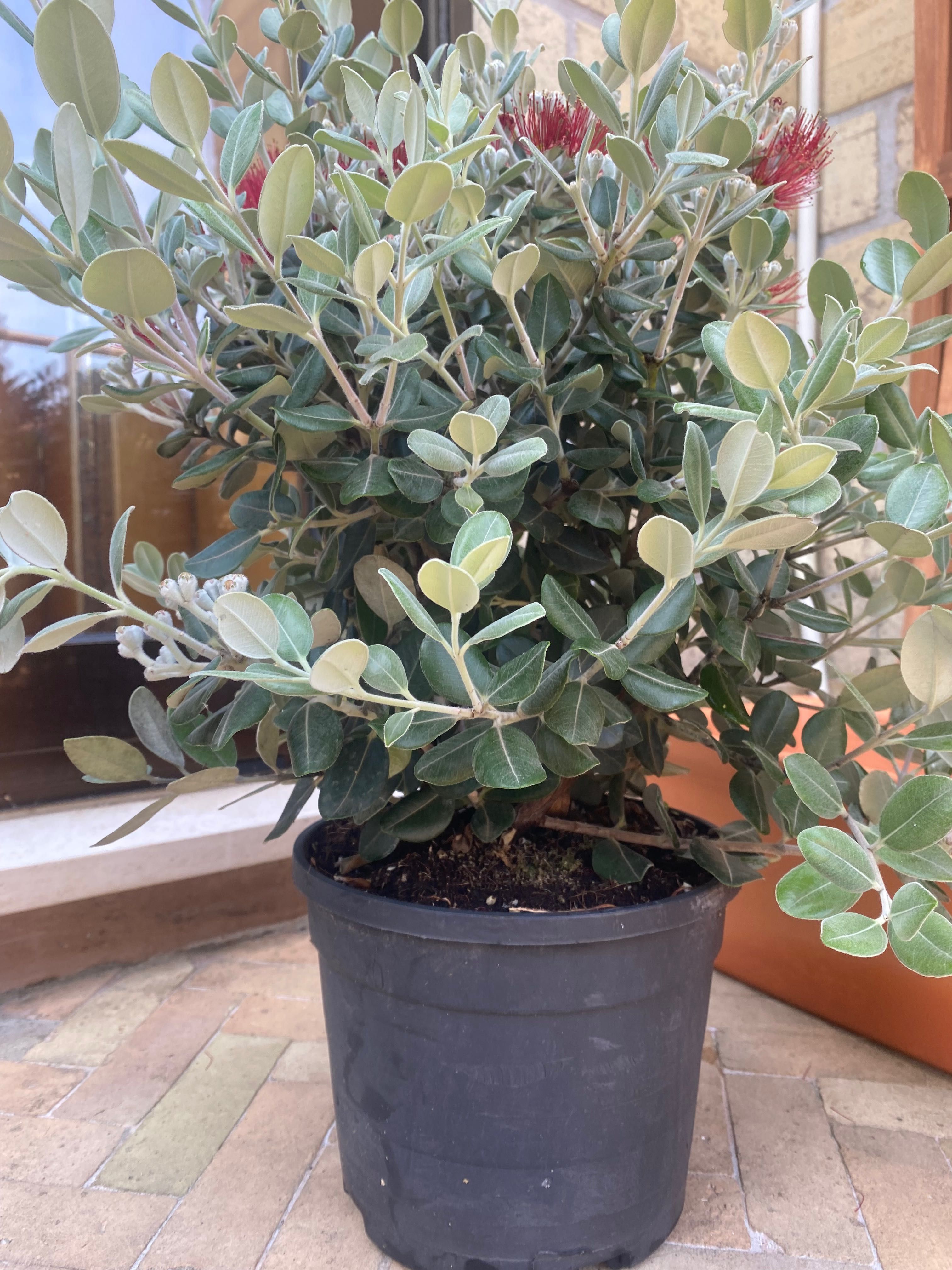 Planta arbusto para beira mar