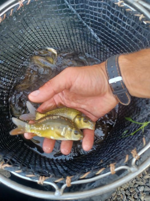 Karp narybek  / kroczek  . Lin ,Amur ,Tołpyga.