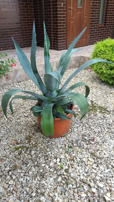 Duża agawa do ogrodu