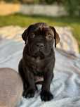 Czarny samiec Cane Corso ZKwP/FCI