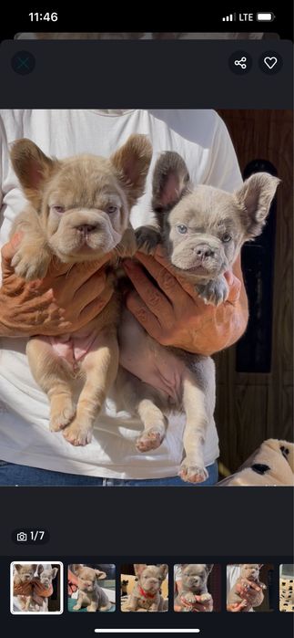 Шикарные пушистые французы разных окрасов ВИП