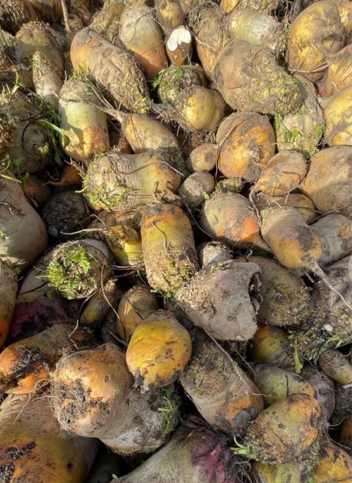 Buraki pastewne cwikla ziemniaki jadalne