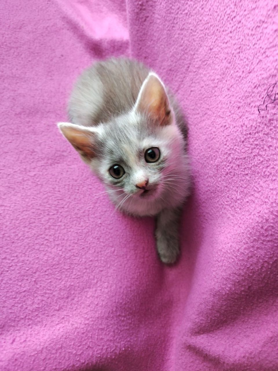 Кошенята шукають люблячу родину
