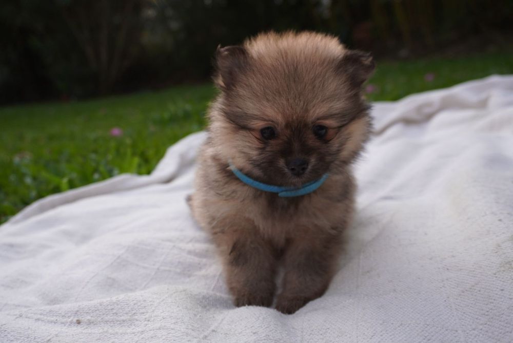 Spitz alemão ursinho