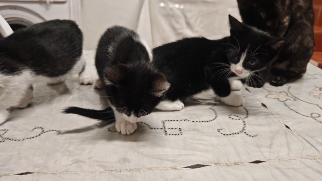 Dá-se gatinhos bebés com 1 mês e meio