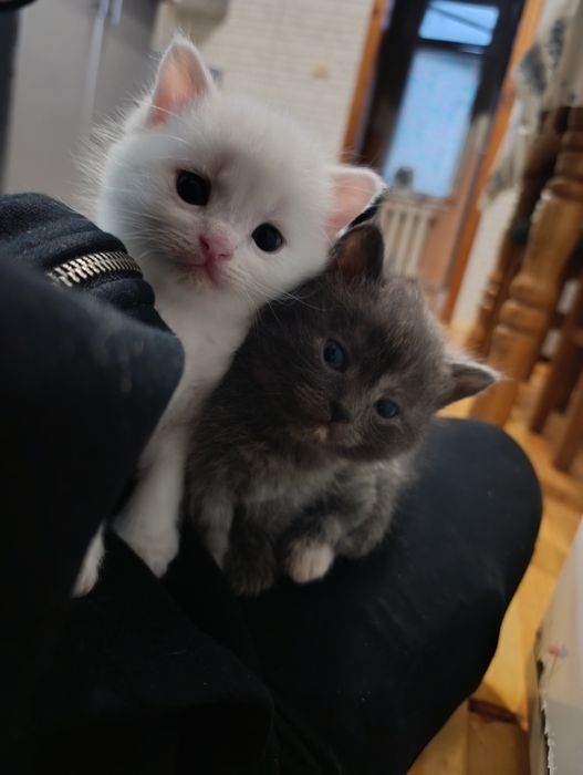 Відам трьох дуже милих кошенят у добрі руки