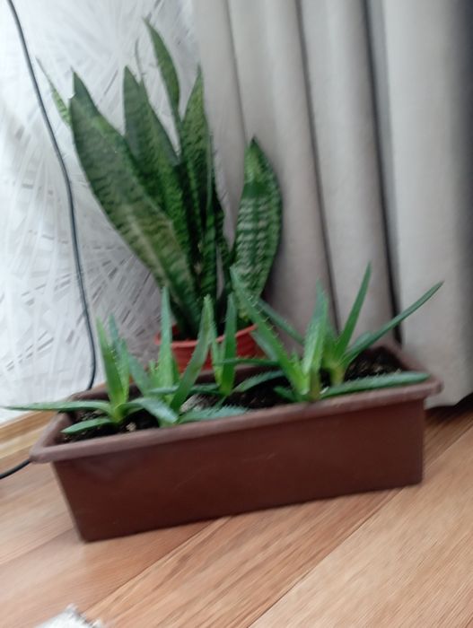 Продам квіти алое сансерєра можна поштучно