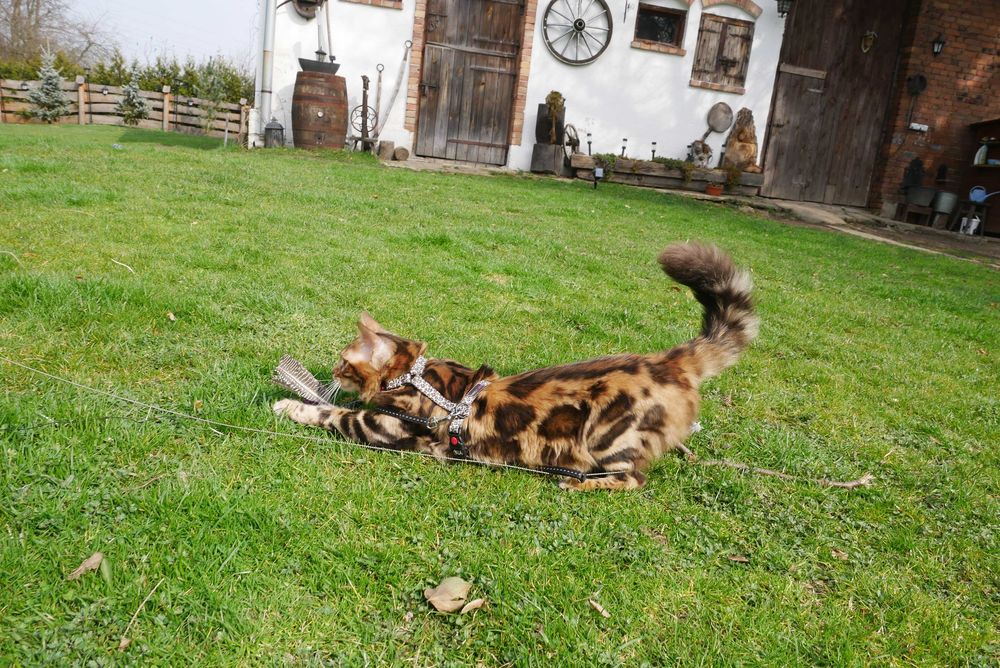 Jerry kocurek bengalski dlugowlosy