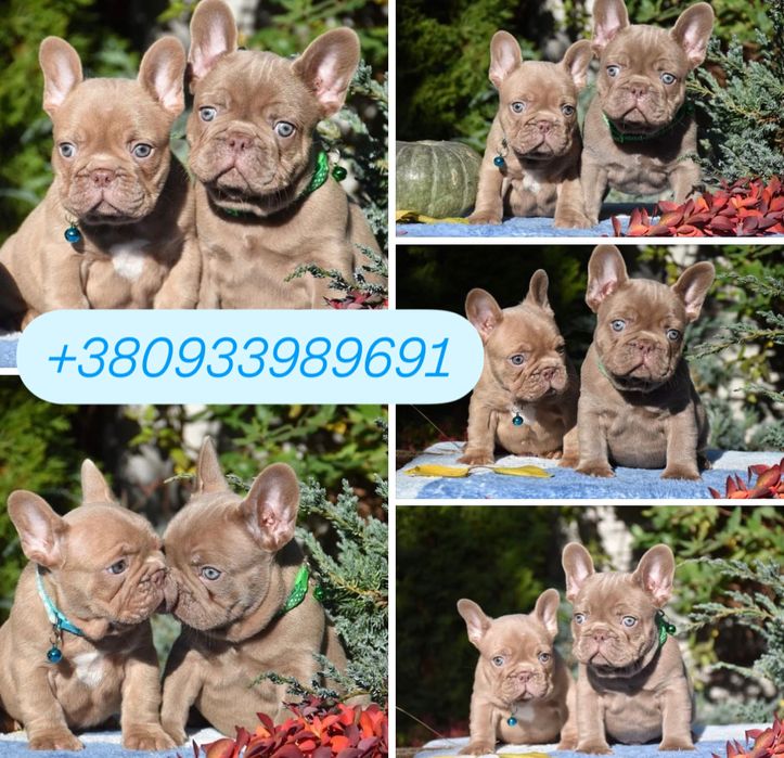 Малвши в окрасе Изабелла! Родословная!