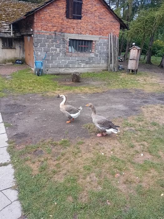 Zamienię gonsiora na gąske