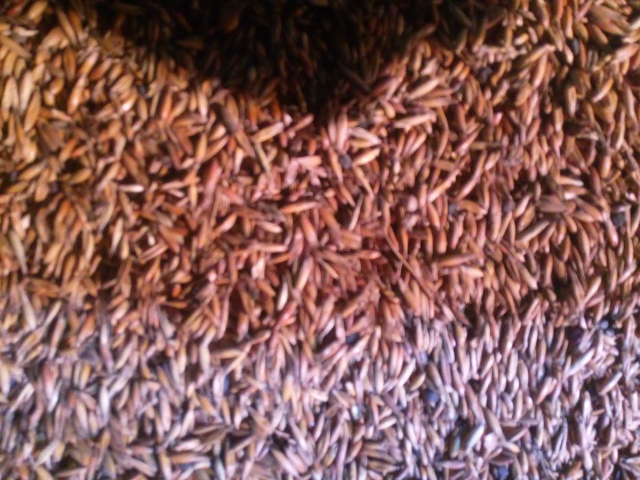 Owies 25 ton zboze transport