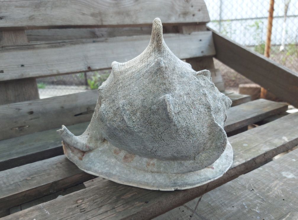 Антикварная  большая рогатая  раковина Conch Sea Shell